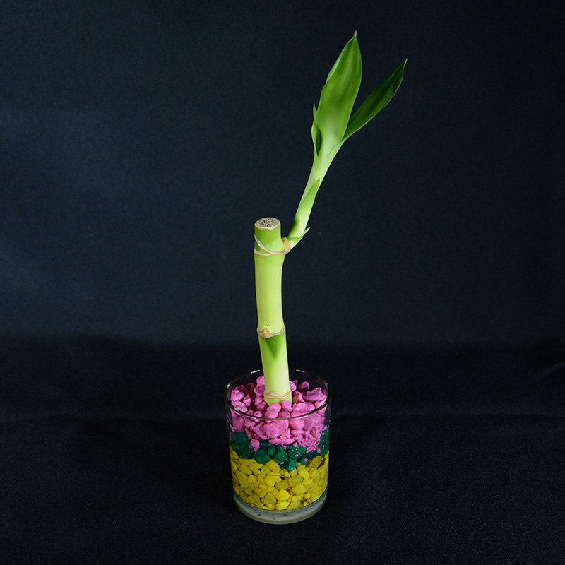 Do-It-Yourself Bamboo