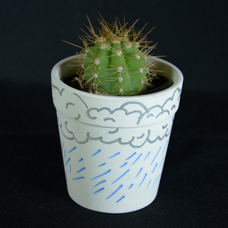 Cactus Pots