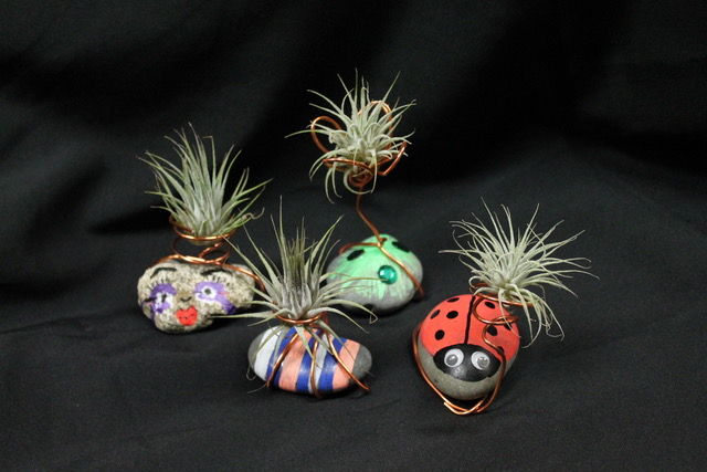 Air Plants